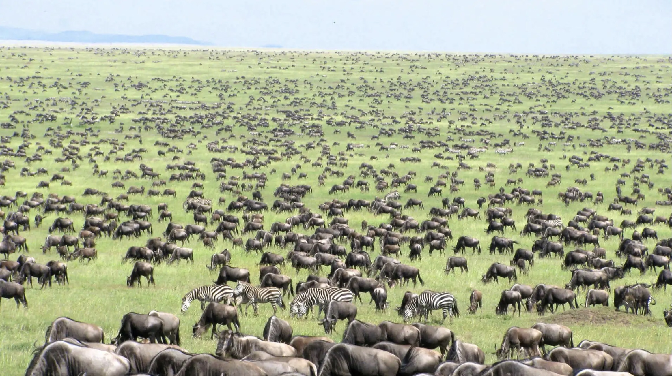 Massive animal migration 